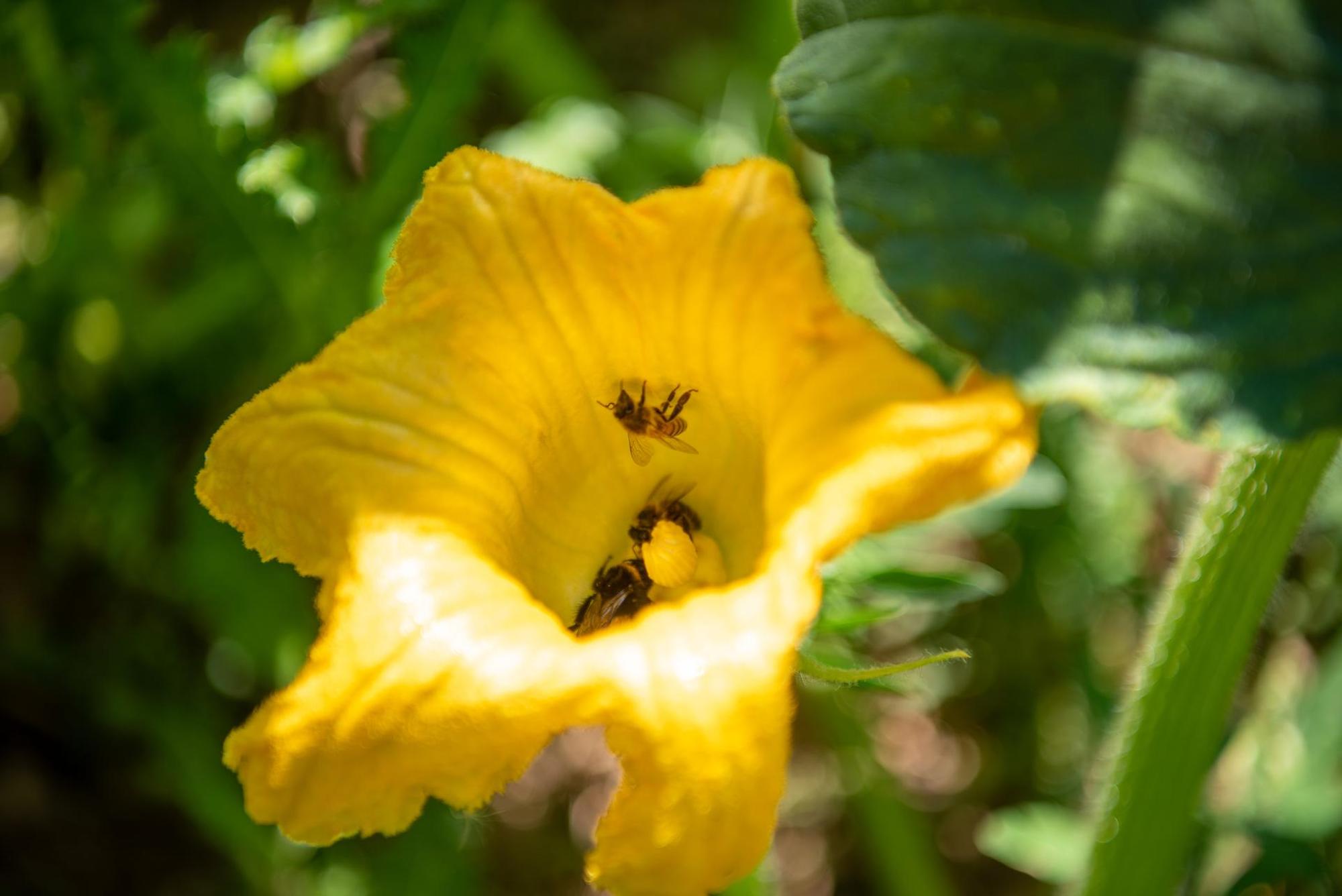 Bienen in Blüte von Kürbispflanze