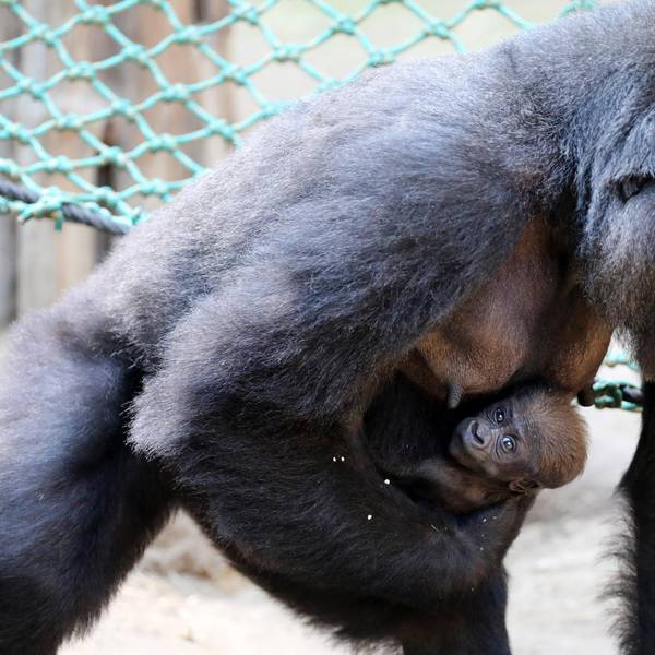 Gorilla-Baby