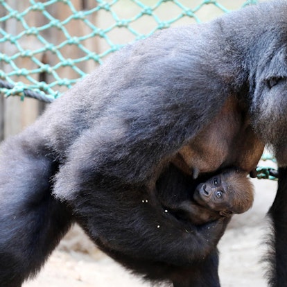 Gorilla-Baby