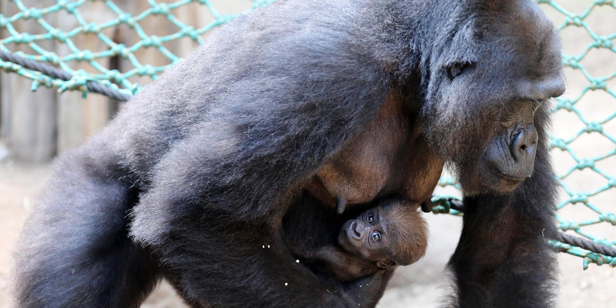 Gorilla-Baby
