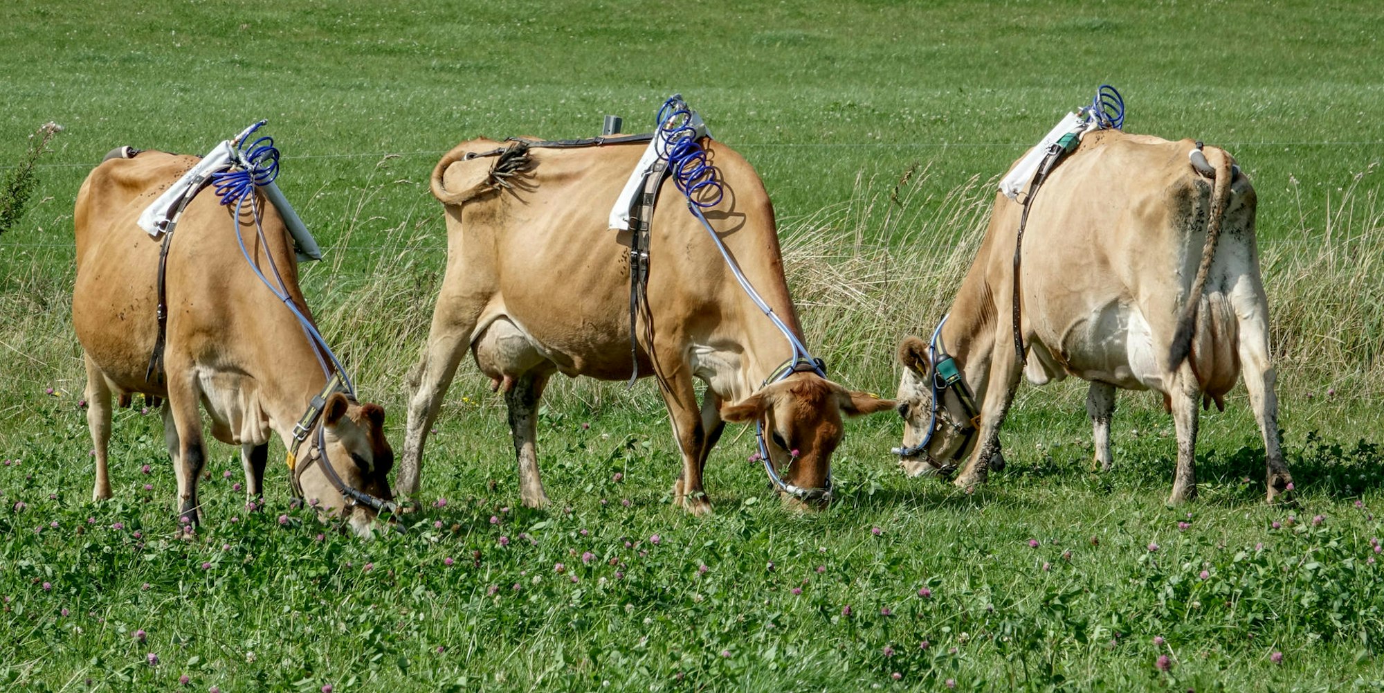kühe abgastest