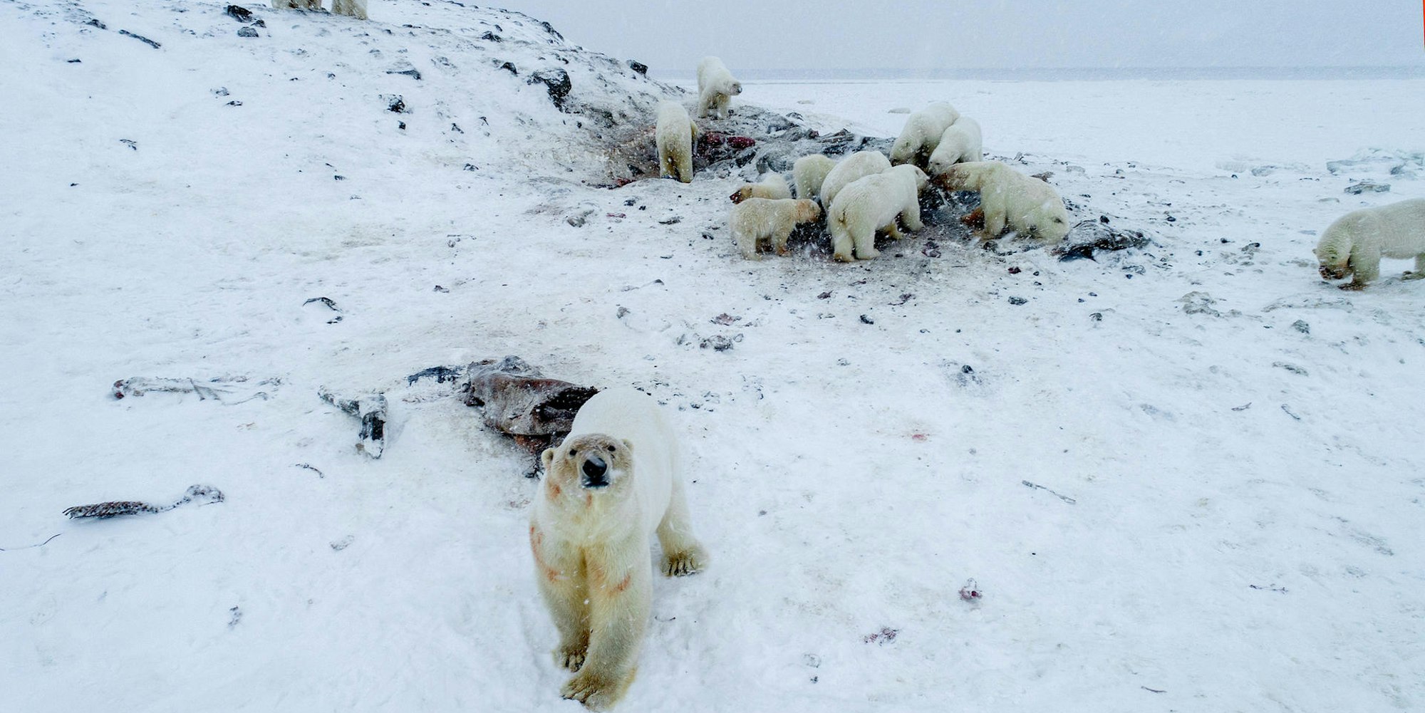 Eisbären am Polarmeer