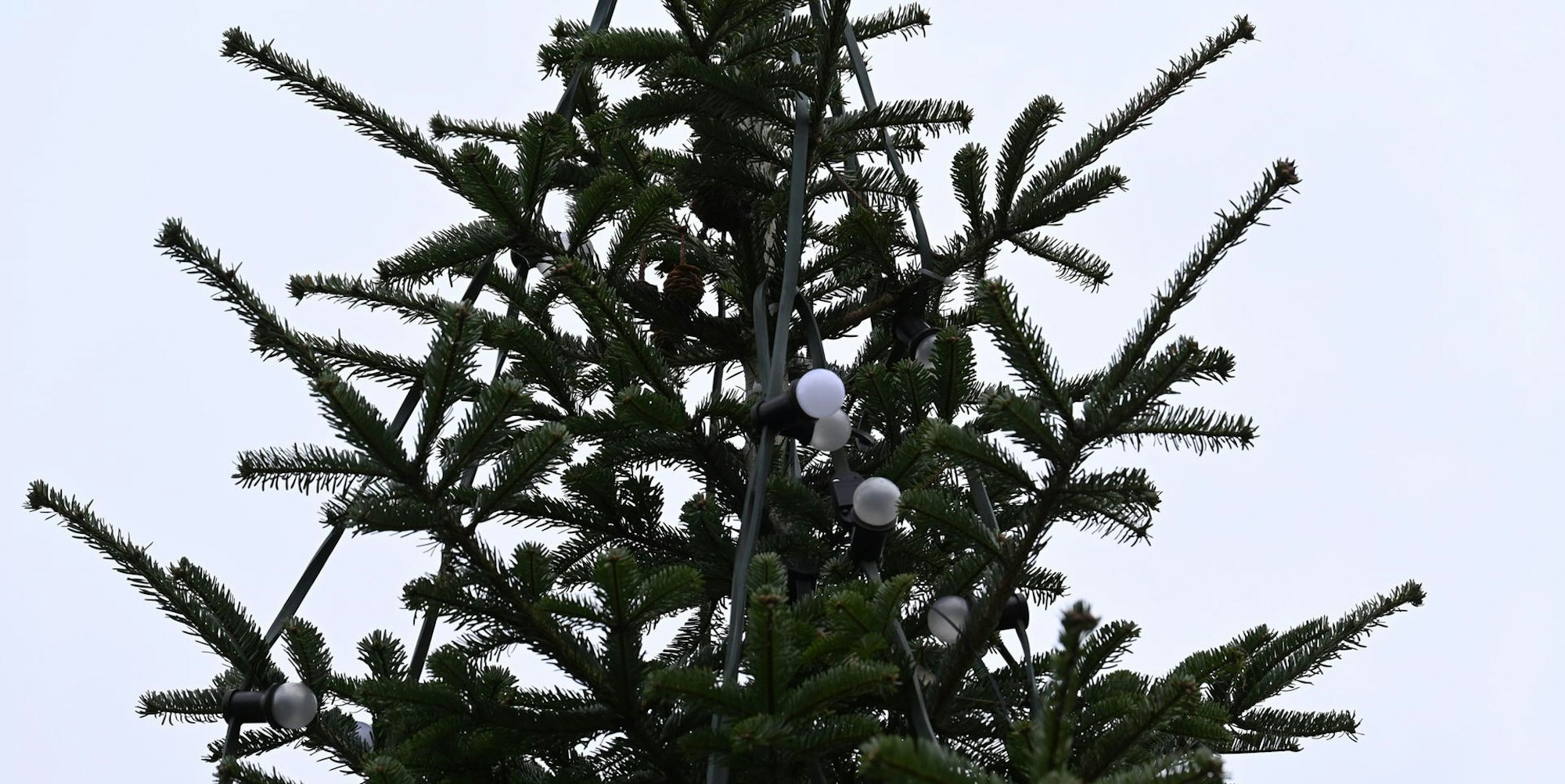 Trauriger_Weihnachtsbaum_Bergheim_Quadrath-Ichendorf_(4)