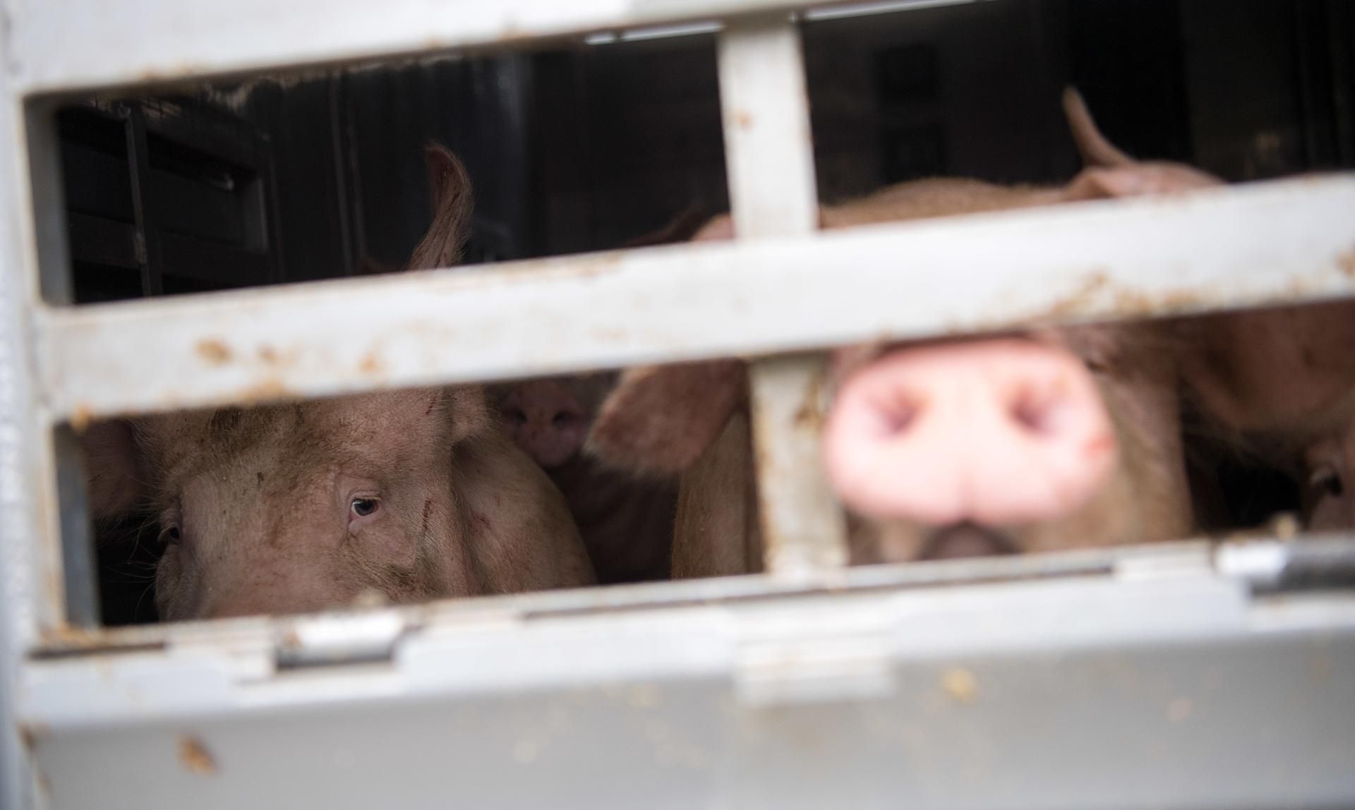 Schwein Tiertransport