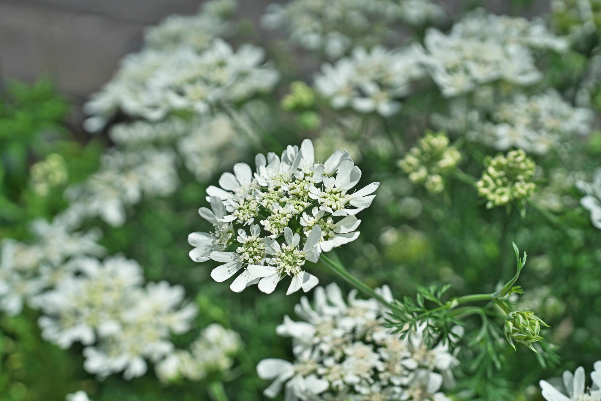 GettyImages-1295873167_Orlaya_grandiflora