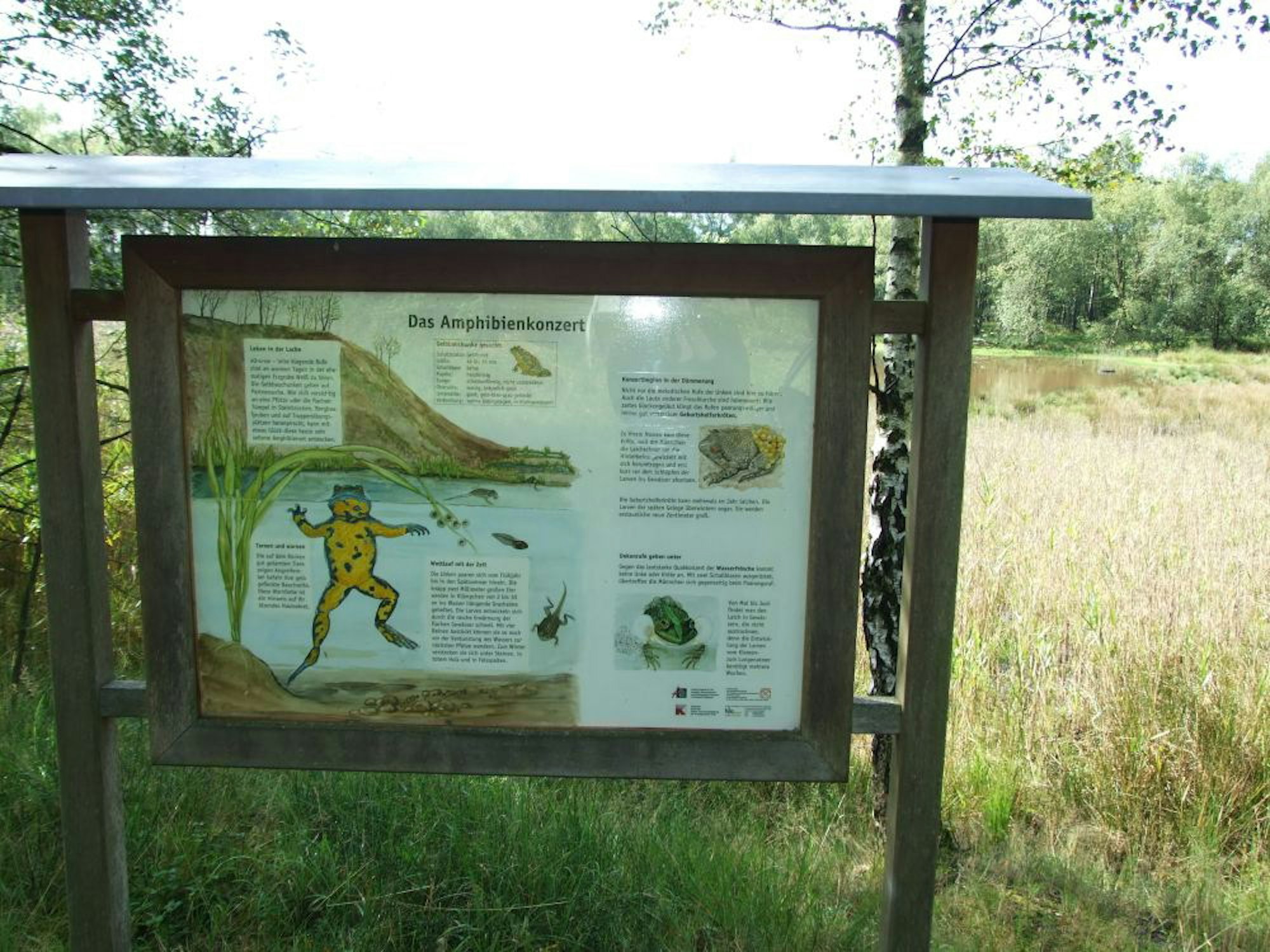 RBN-Gelbbauchunken-Grube-Weiss