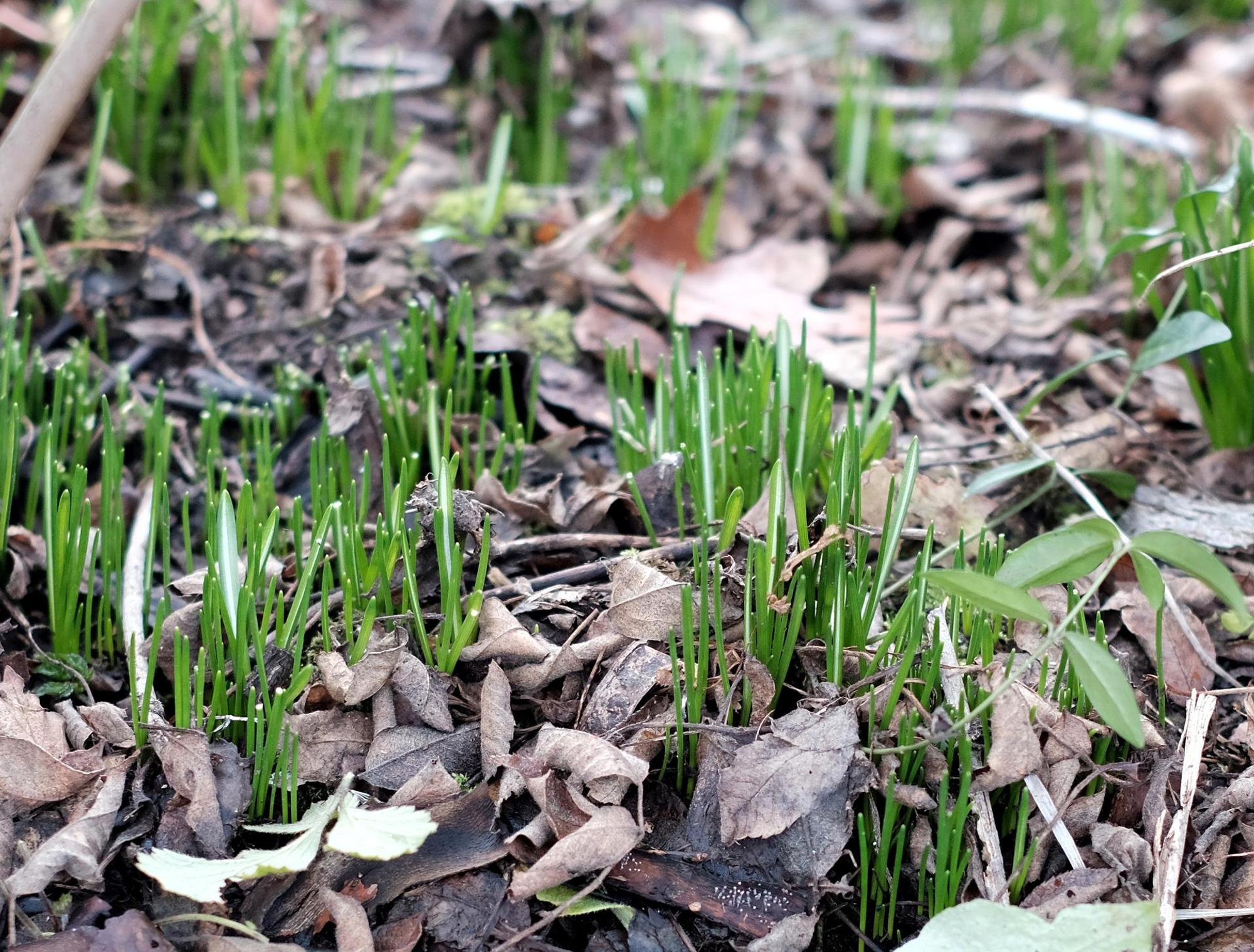 Gartenkalender Februar 2020 Krokusse Max Grönert