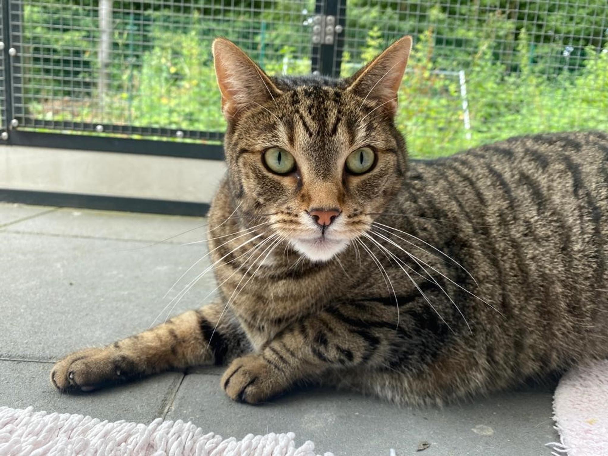 20220727-ber-tierheim-katze-simba