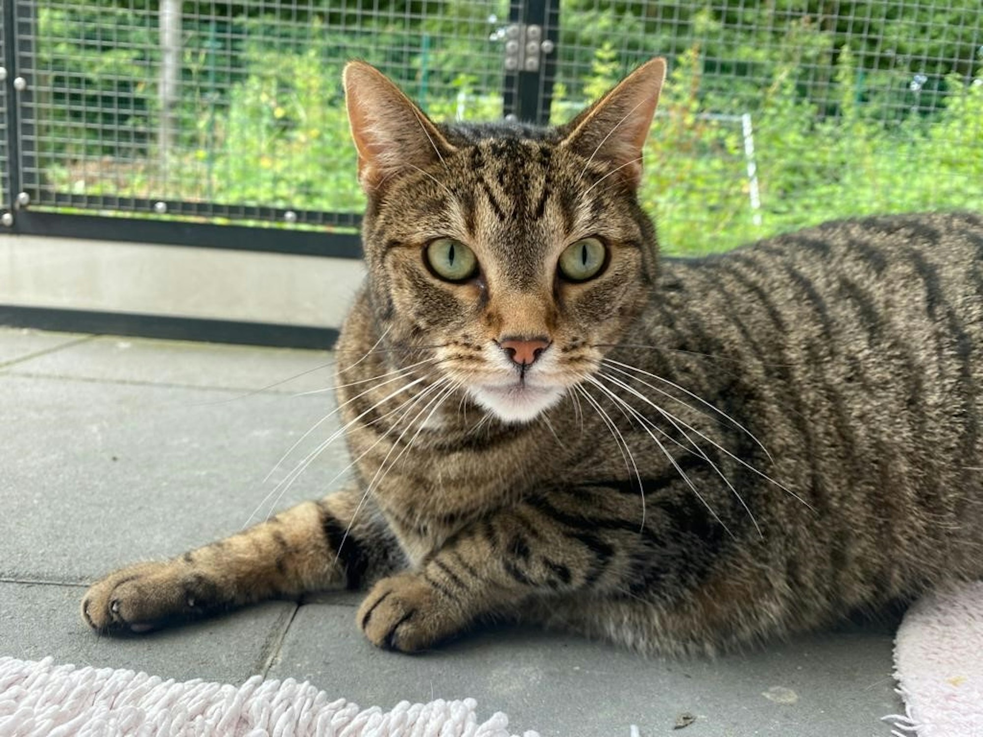 20220727-ber-tierheim-katze-simba