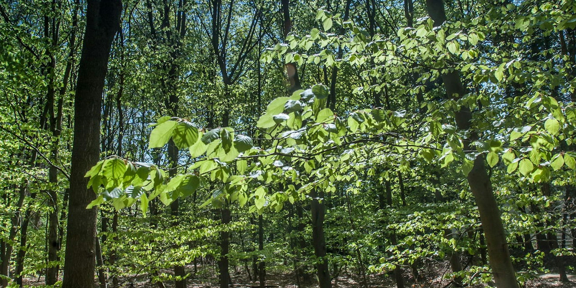 leverkusen-buergerbusch-_ALF_0615