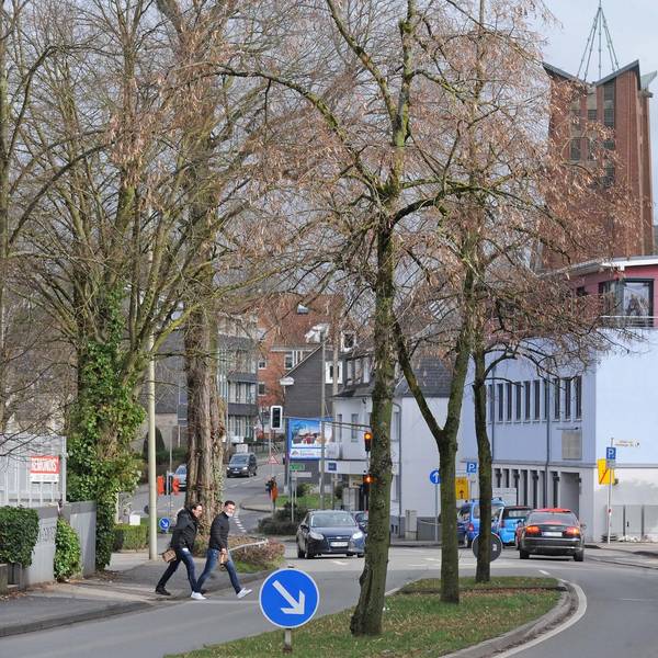Bäume Baustelle Burscheid_002
