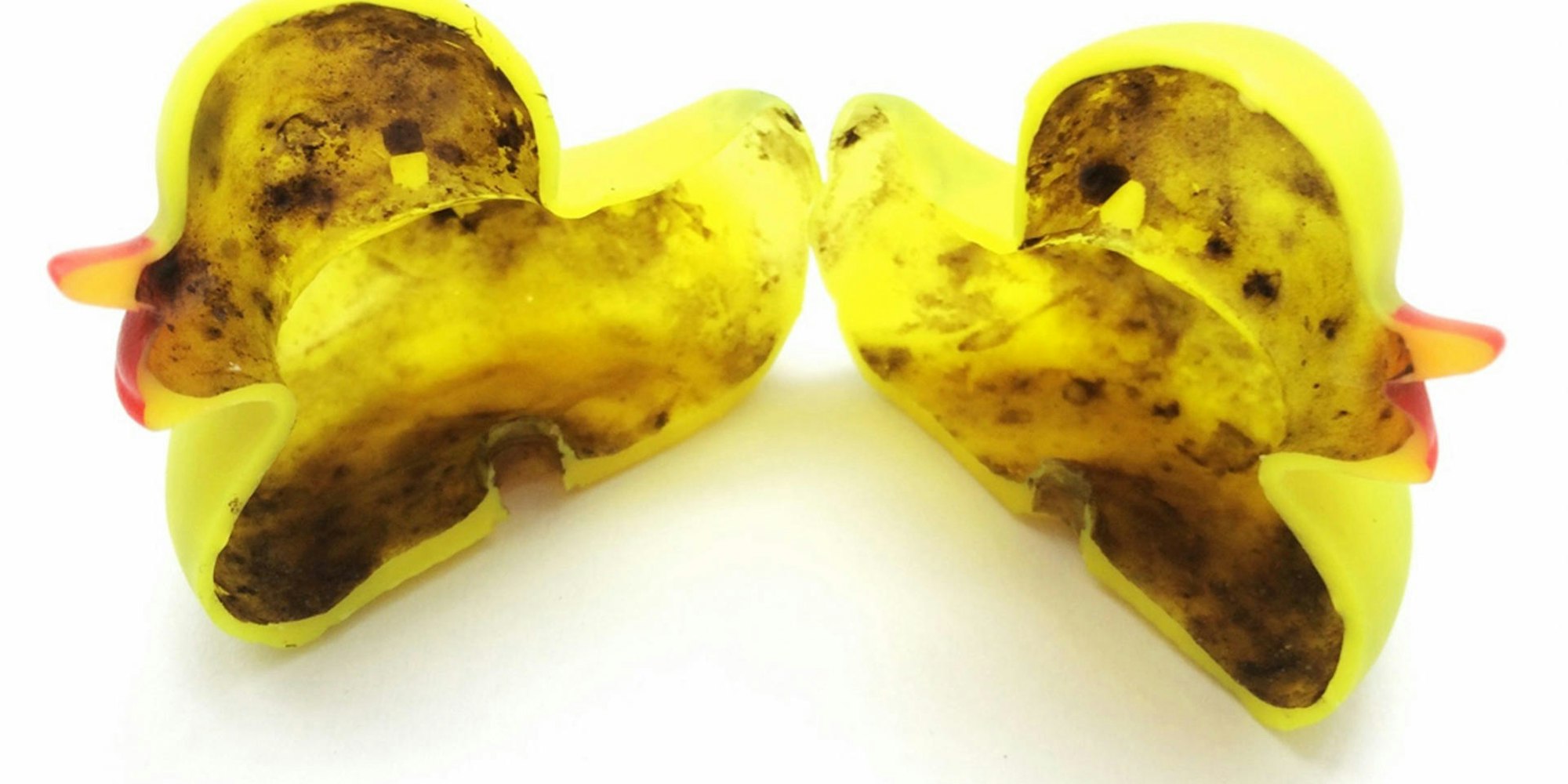 Verkeimte Badeente aufgeschnitten