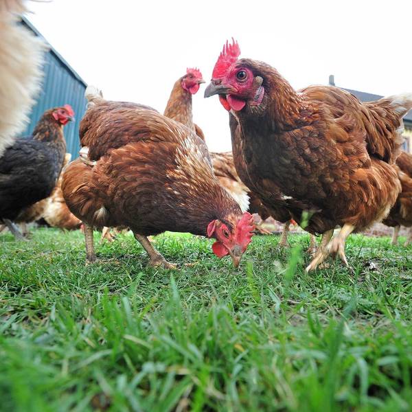 Huhn LEV1