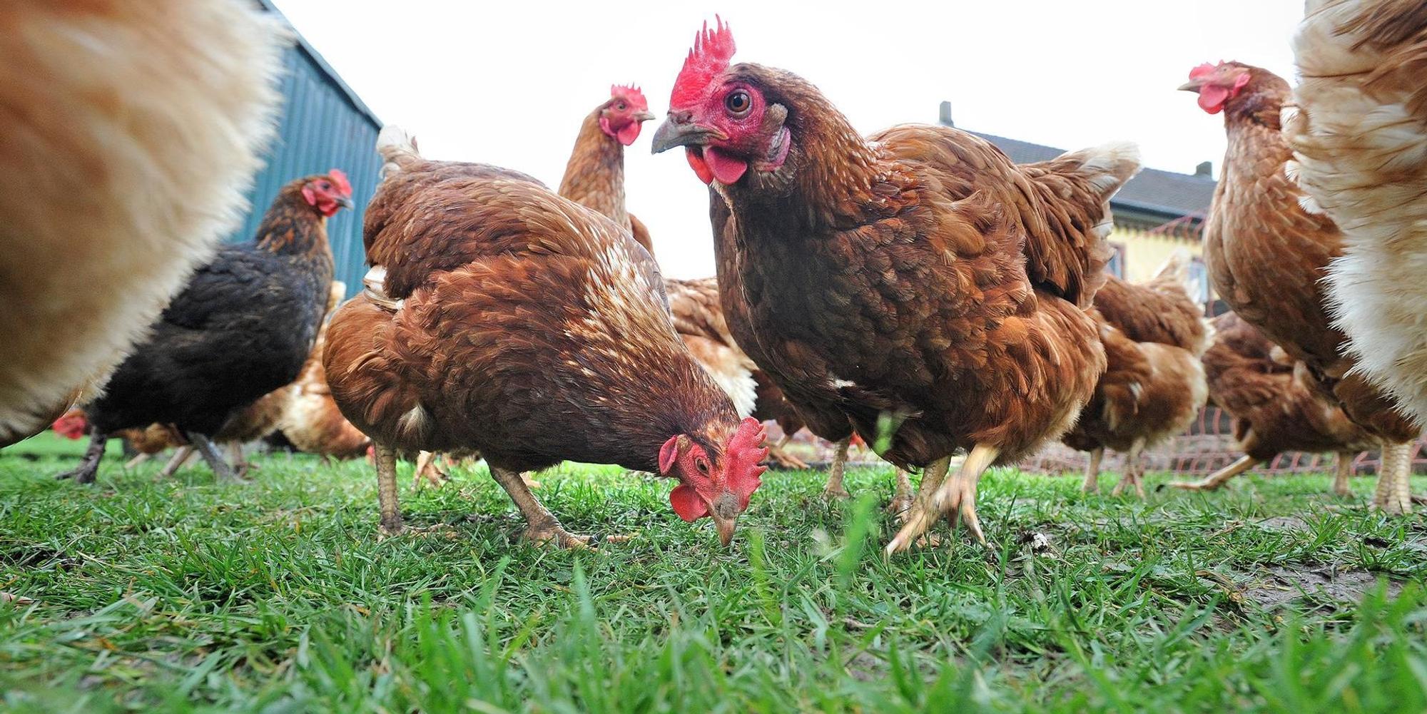 Huhn LEV1