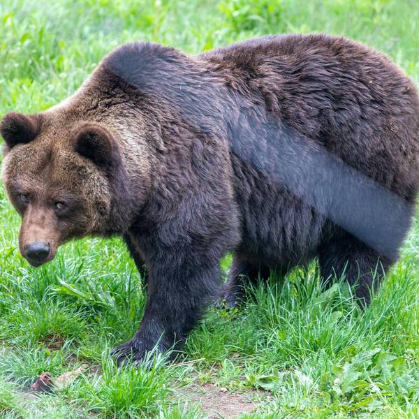 Braunbär