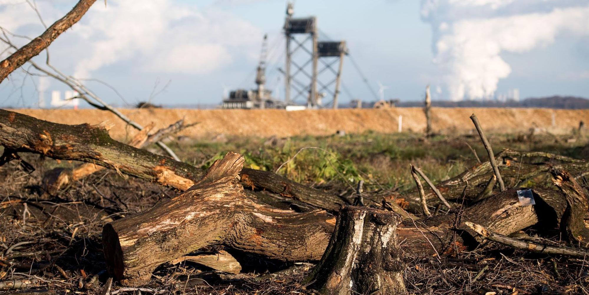 Hambacher Forst dpa neu