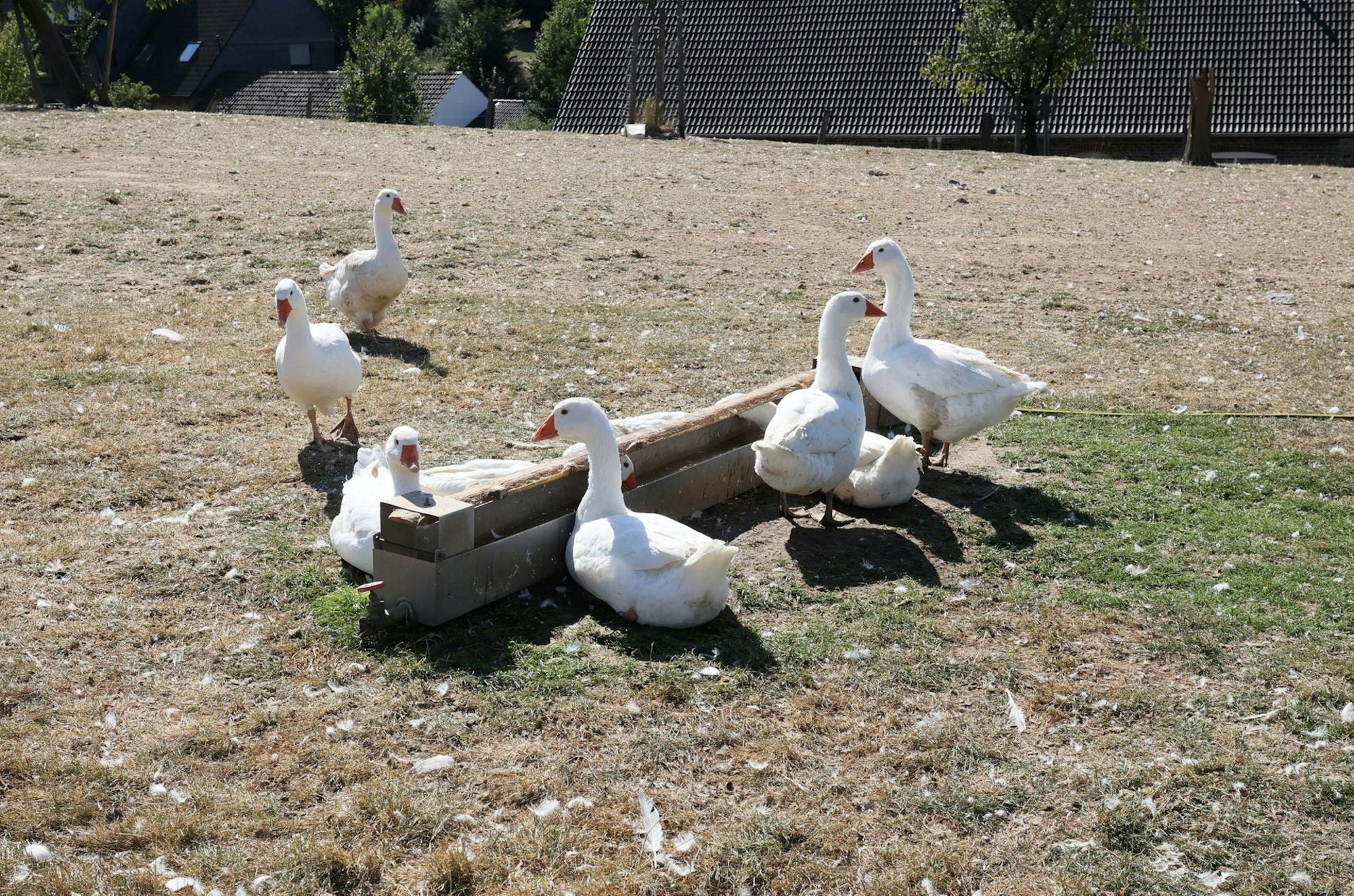 20220906-MW_ Dürre 04