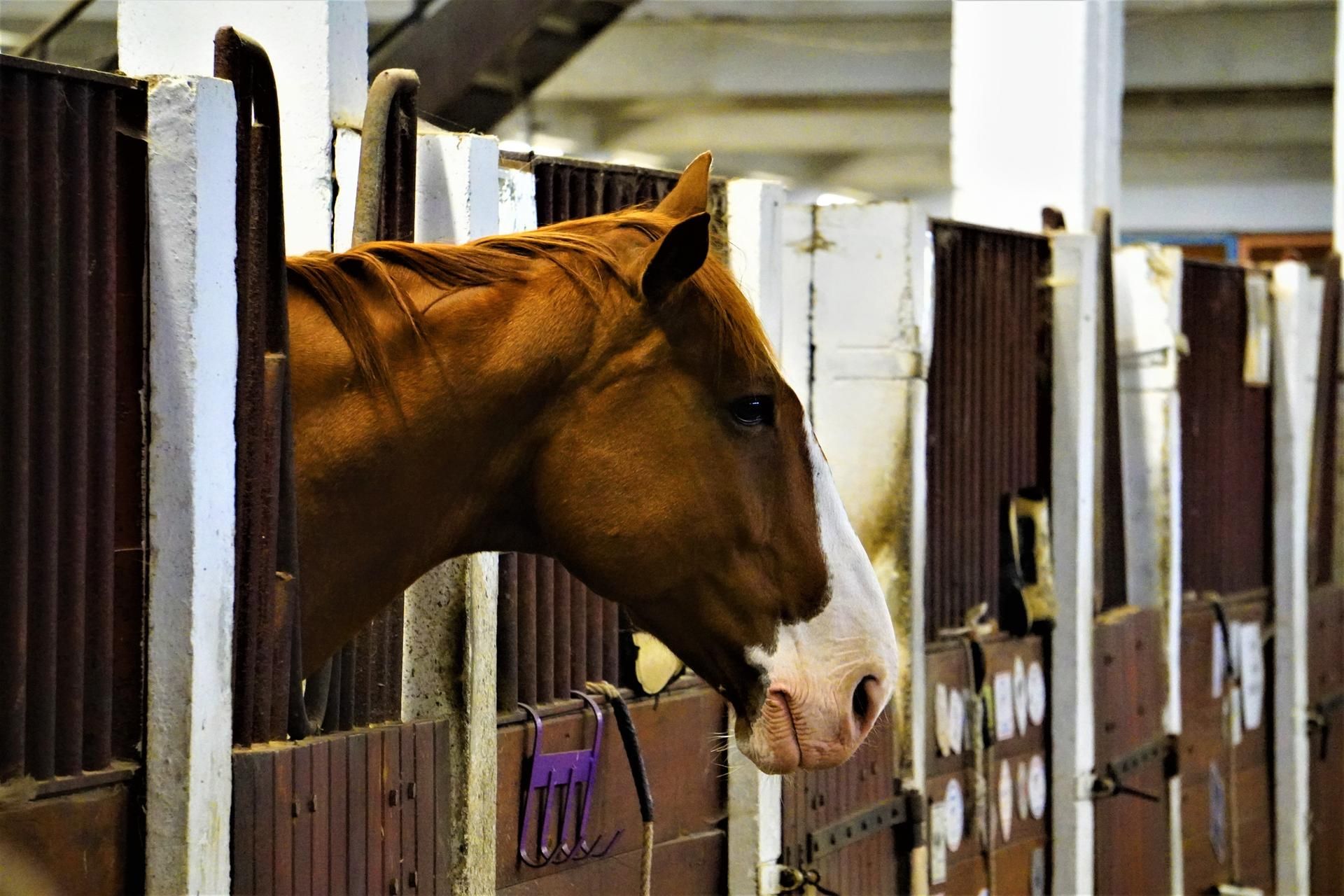 Pferd in einem Stall Unsplash