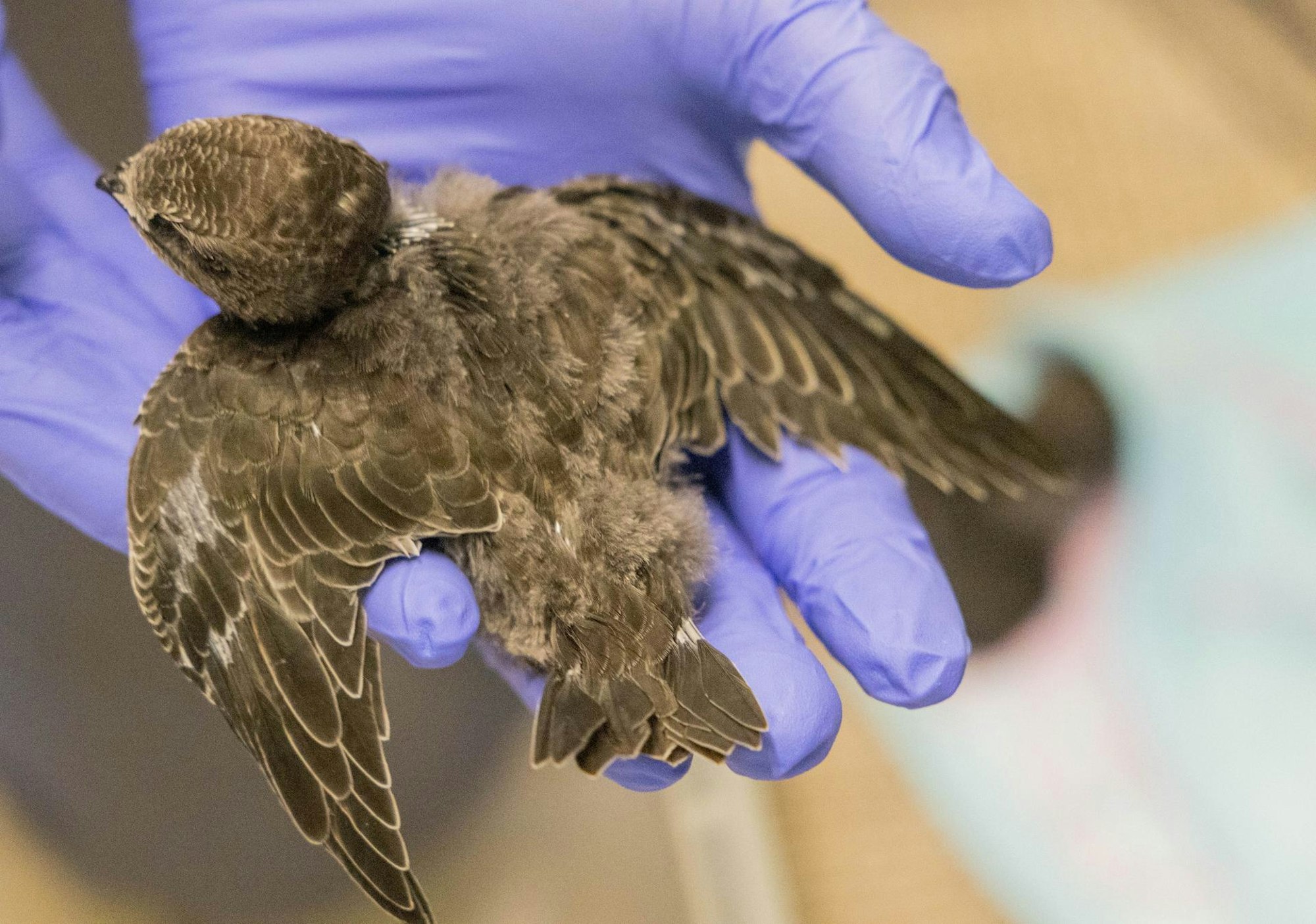 Mauersegler Tierheim