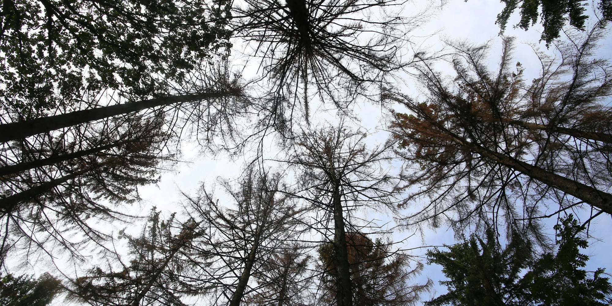 Fichte Eifel Borkenkäfer
