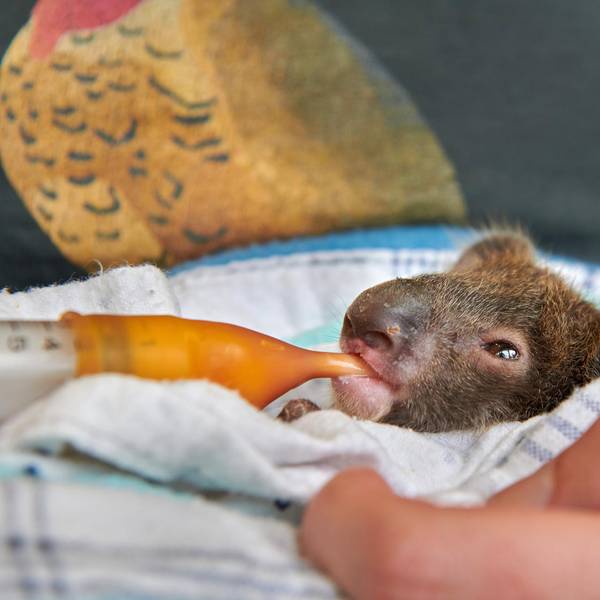 Koalababy