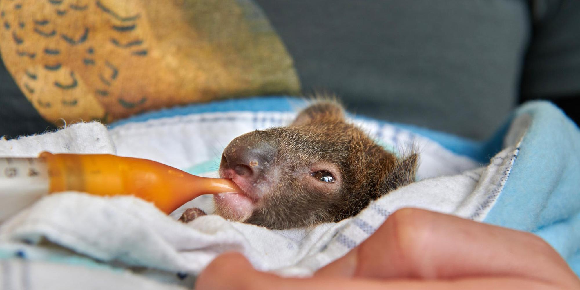 Koalababy