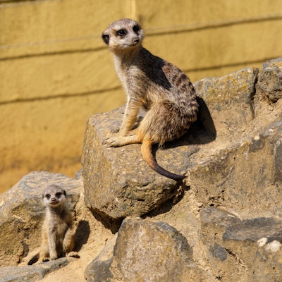 GA_Zoo_Neuwied_Erdmaennchen