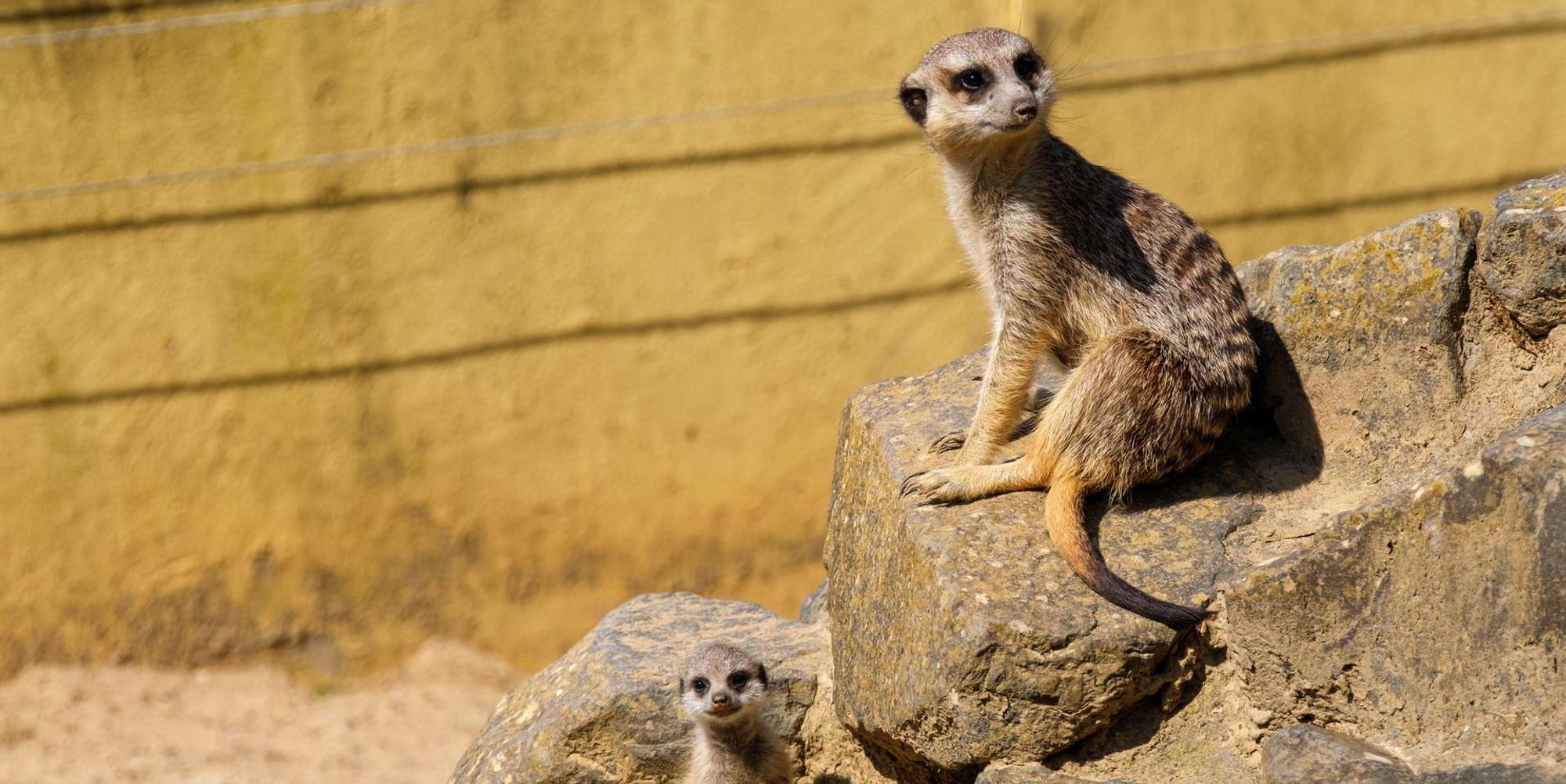 GA_Zoo_Neuwied_Erdmaennchen