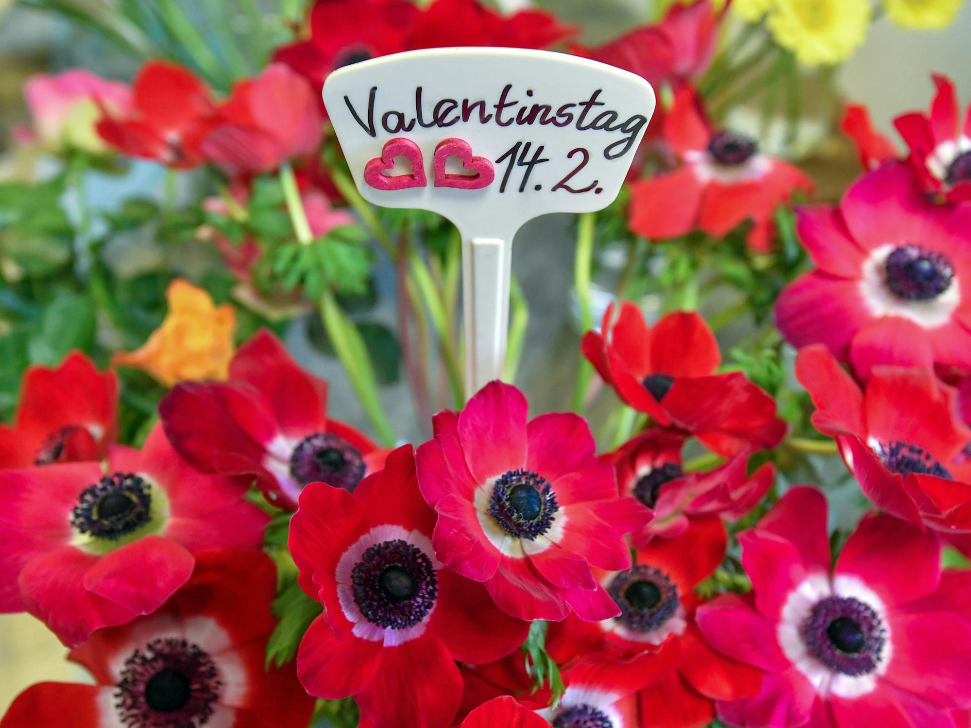 Blumen zum Valentinstag