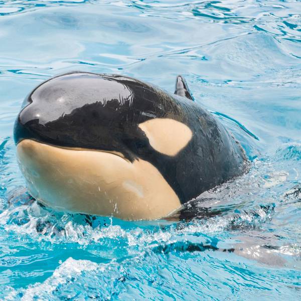Orca