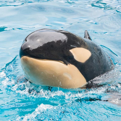 Orca