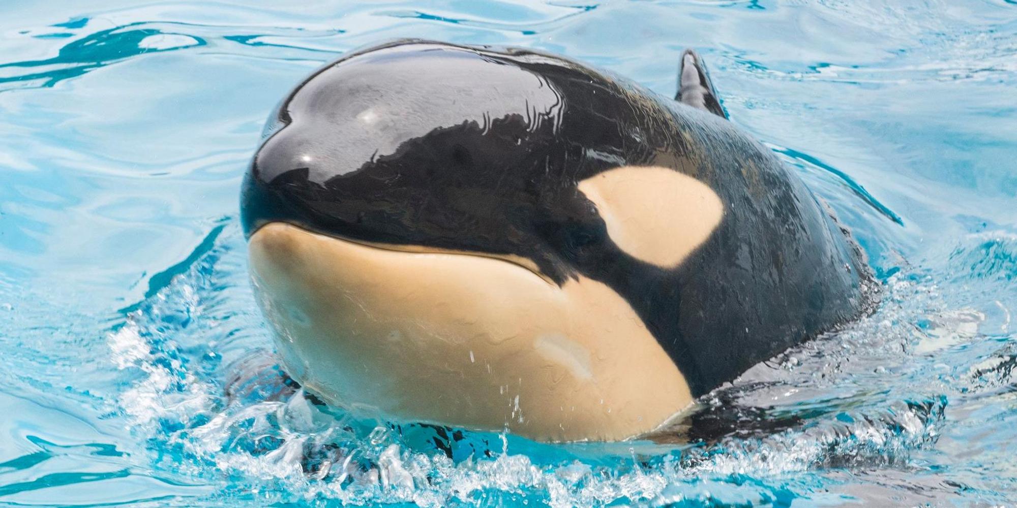Orca