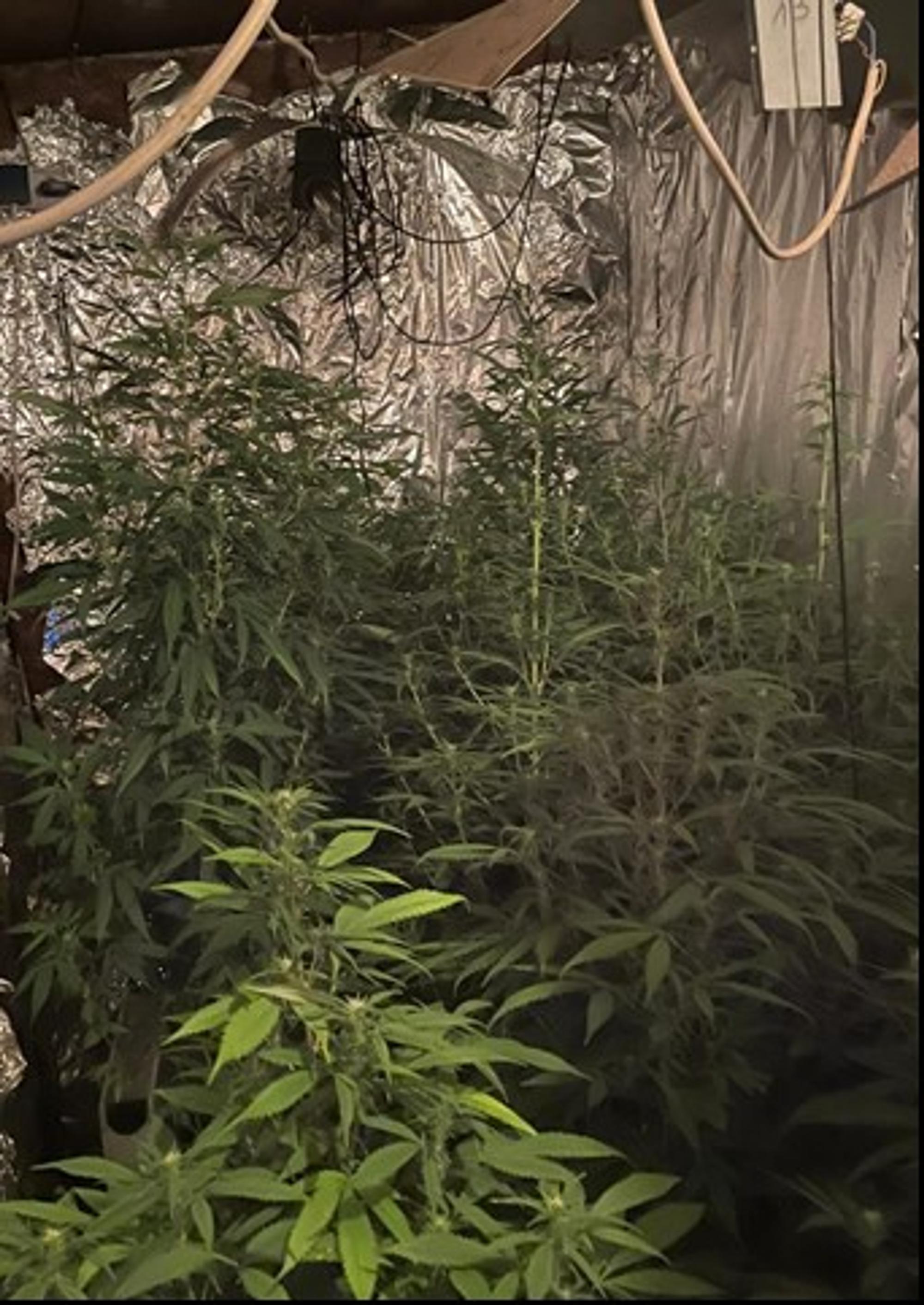 Plantage Frechen