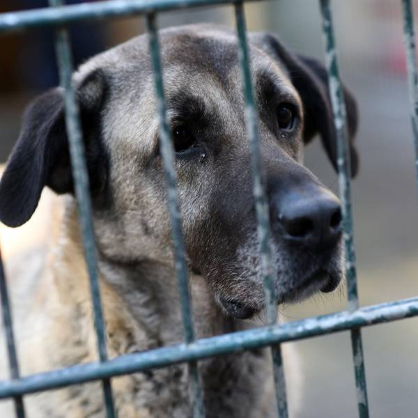 Hund Tierheim Köln dpa