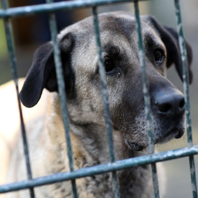 Hund Tierheim Köln dpa
