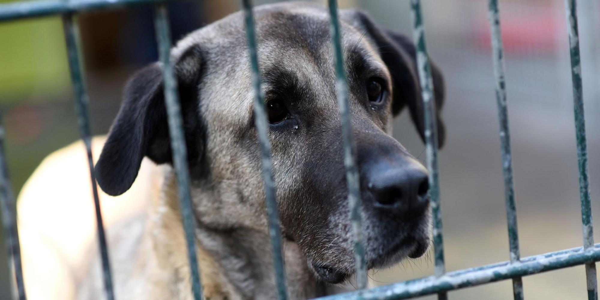 Hund Tierheim Köln dpa