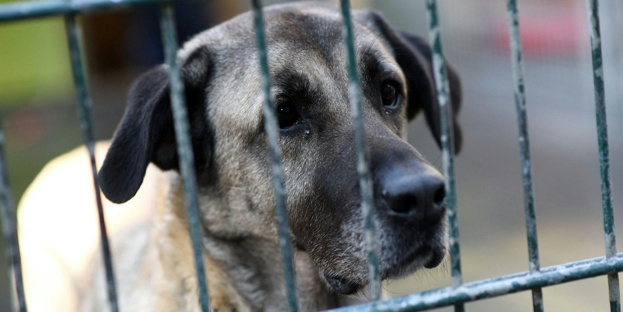 Hund Tierheim Köln dpa