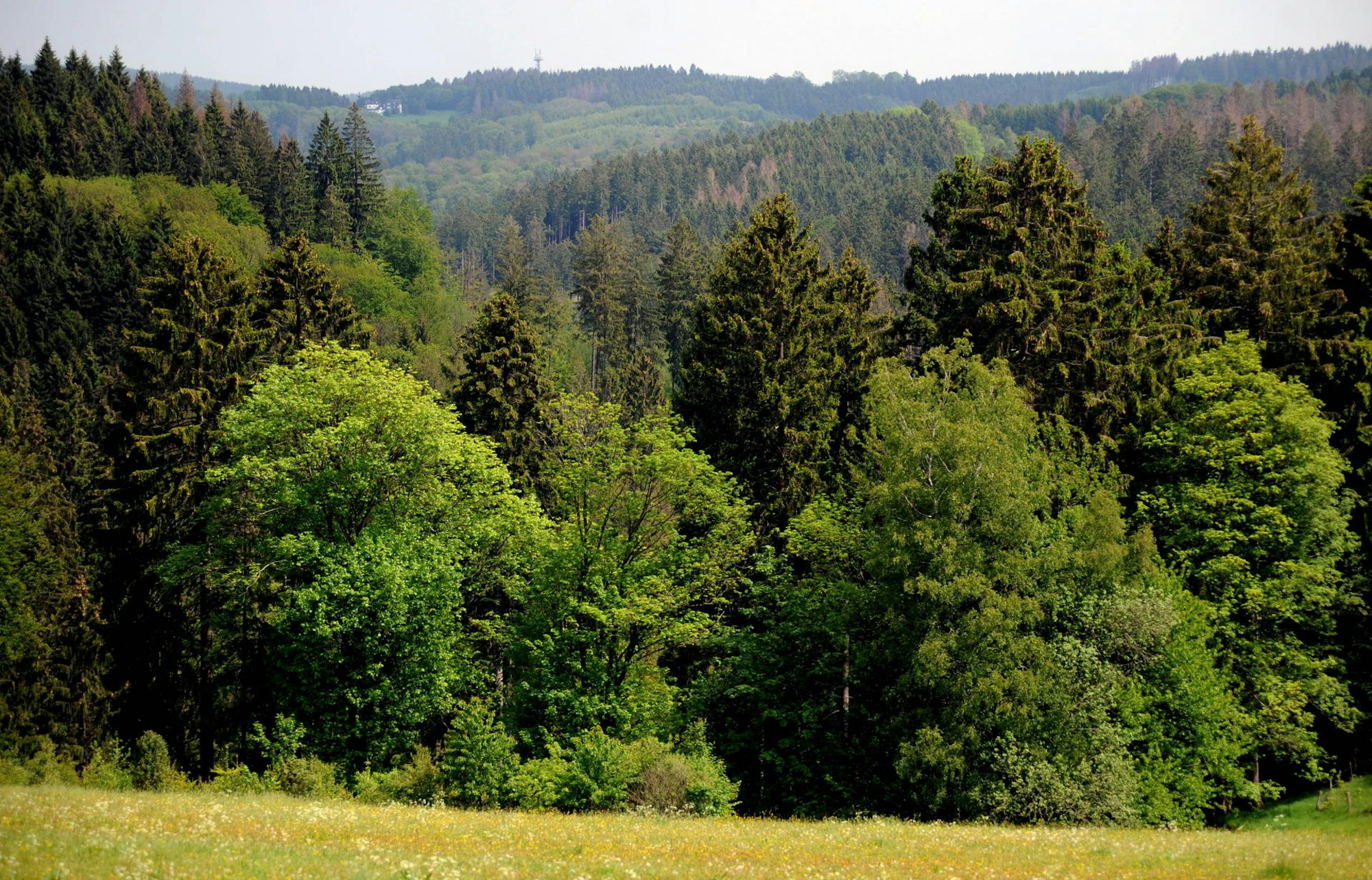 290519Rheinland-Lutherweg18