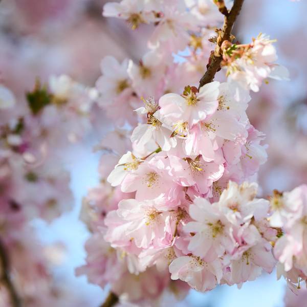 Frühling Symbol