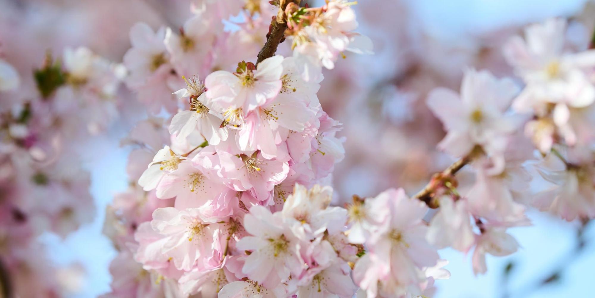 Frühling Symbol