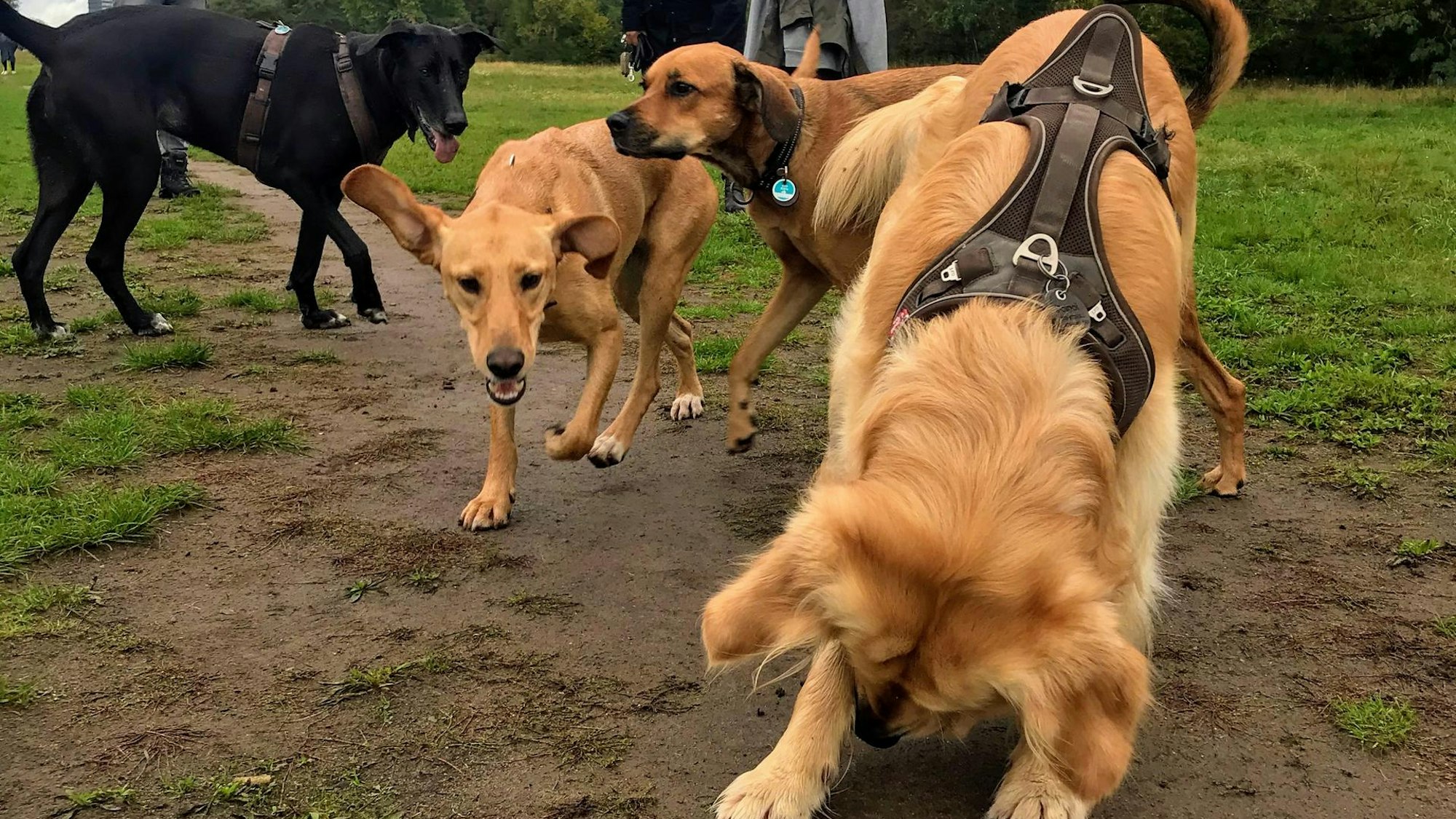Mit Hunderudel unterwegs am Robinienweg.