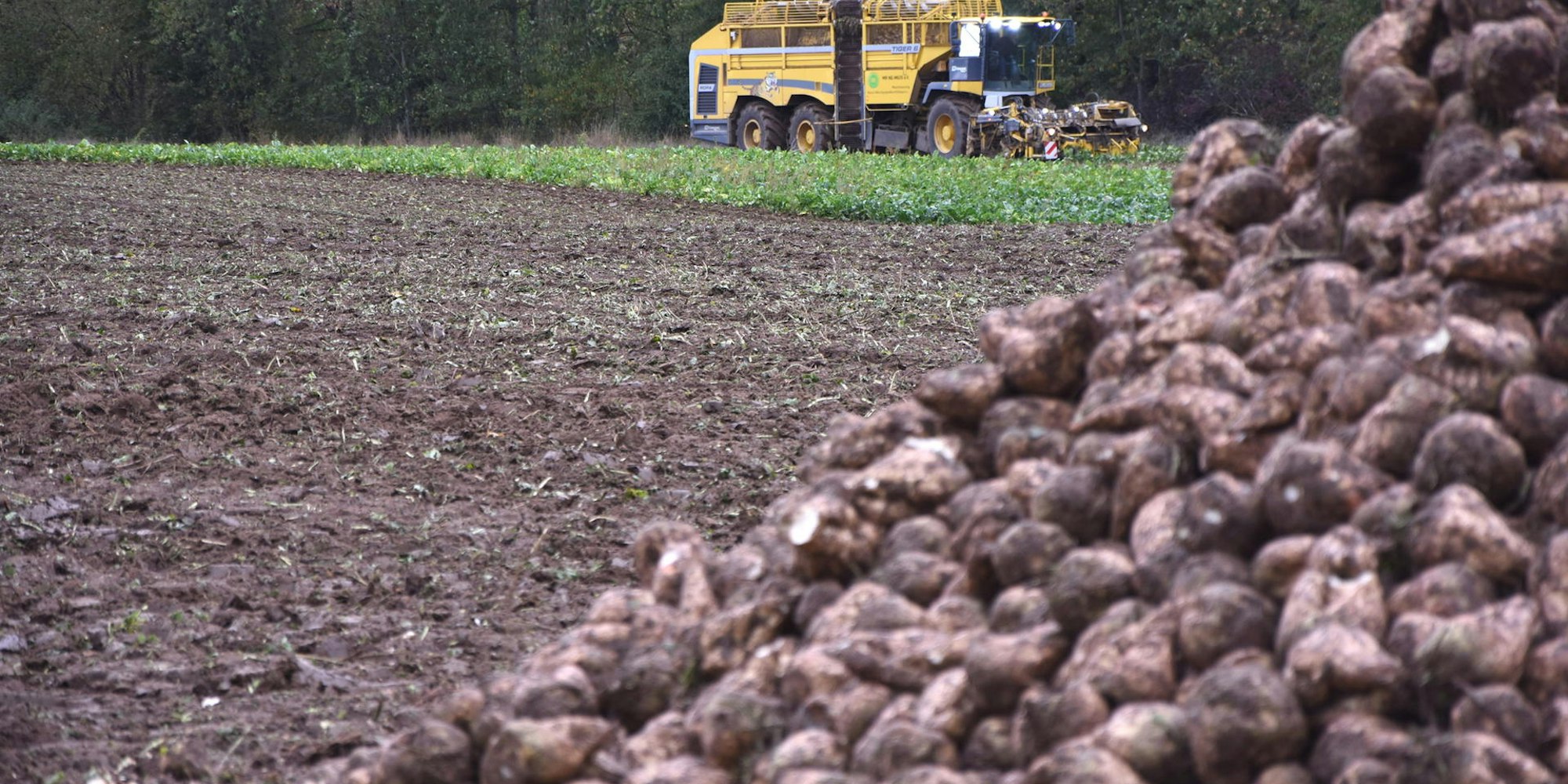 kr-Ruebenernte-FTZ_(4)