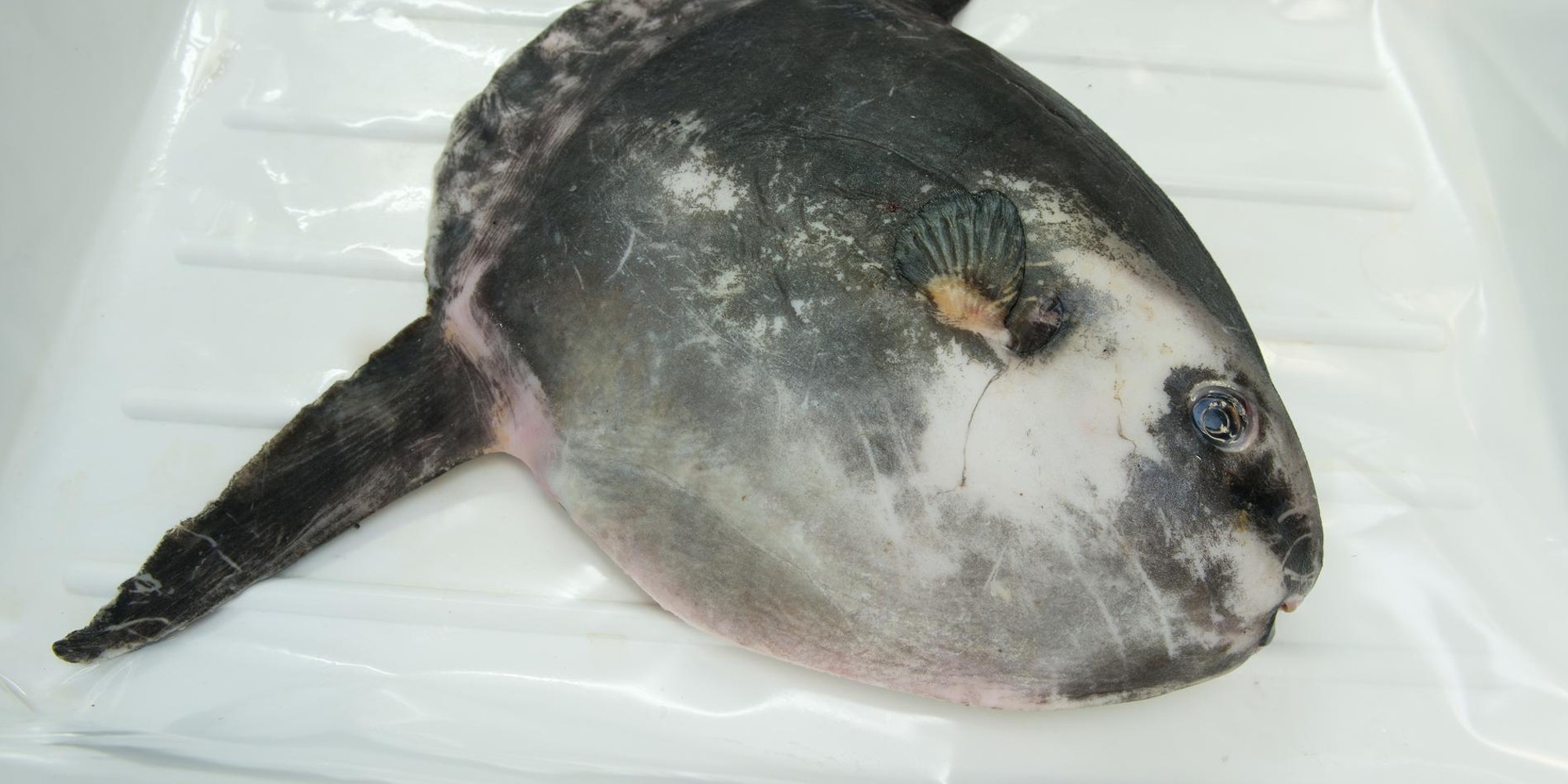 Mondfisch DPA 090120