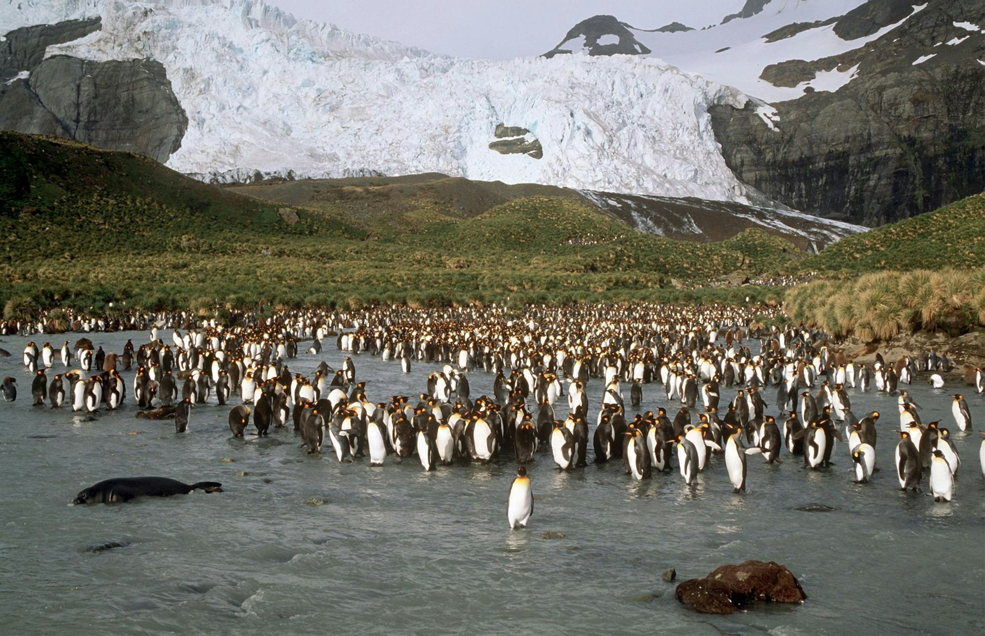 Pinguine Eisberg