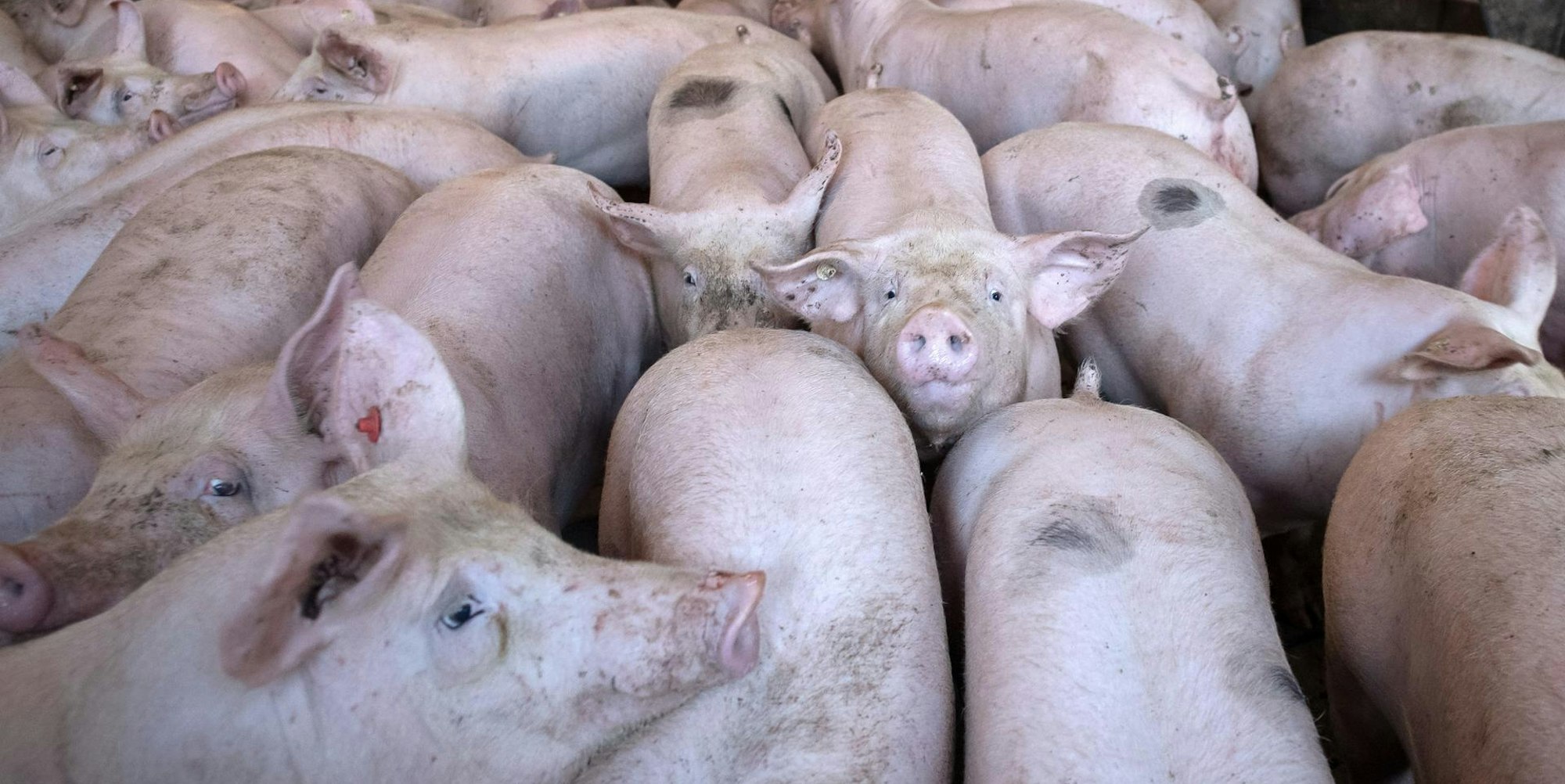 Schweinehaltung