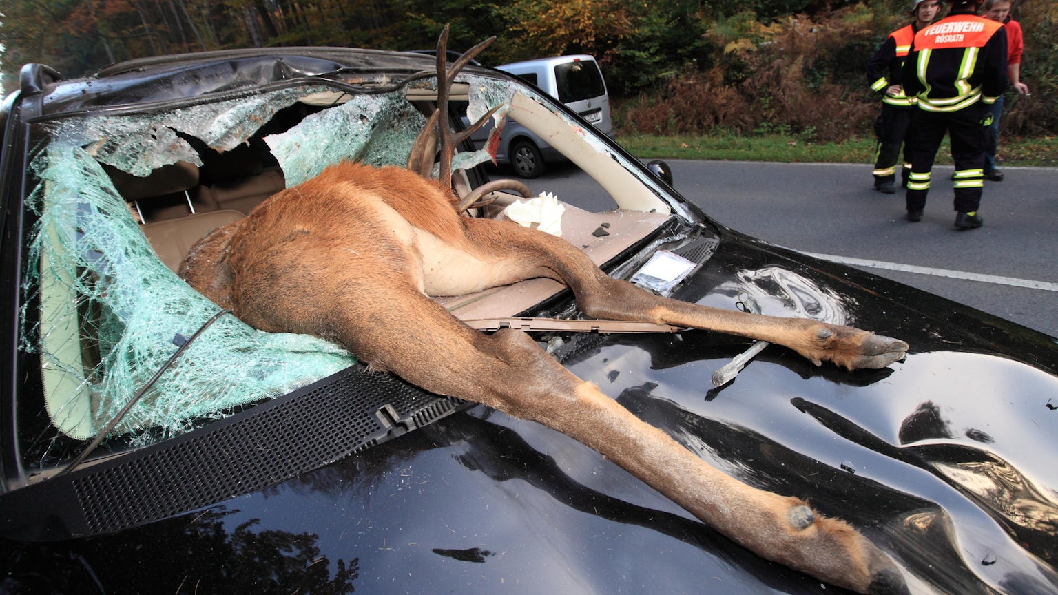 Rösrath Wildunfall 2012
