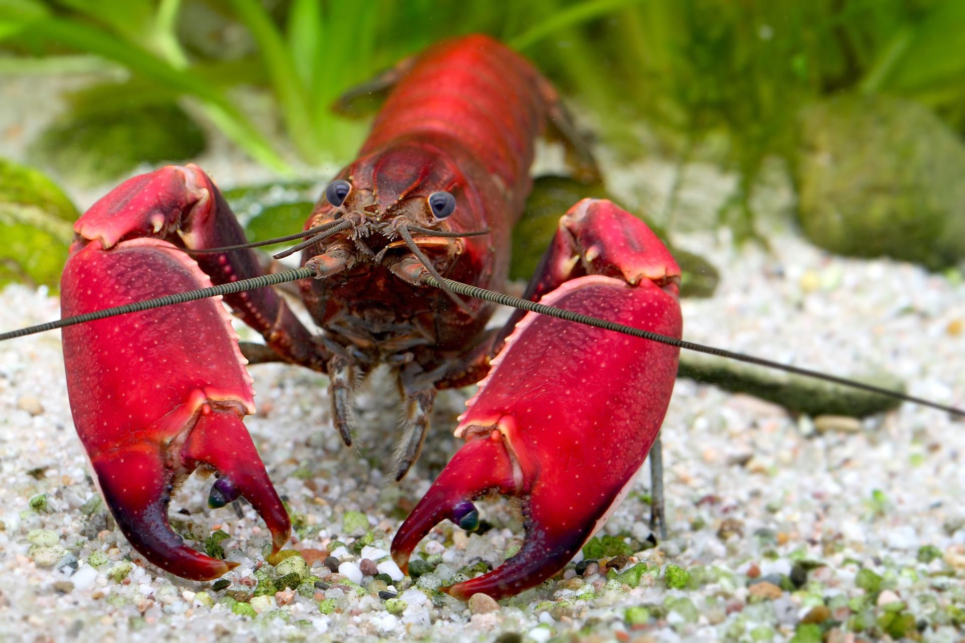 Cherax wagenknechtae