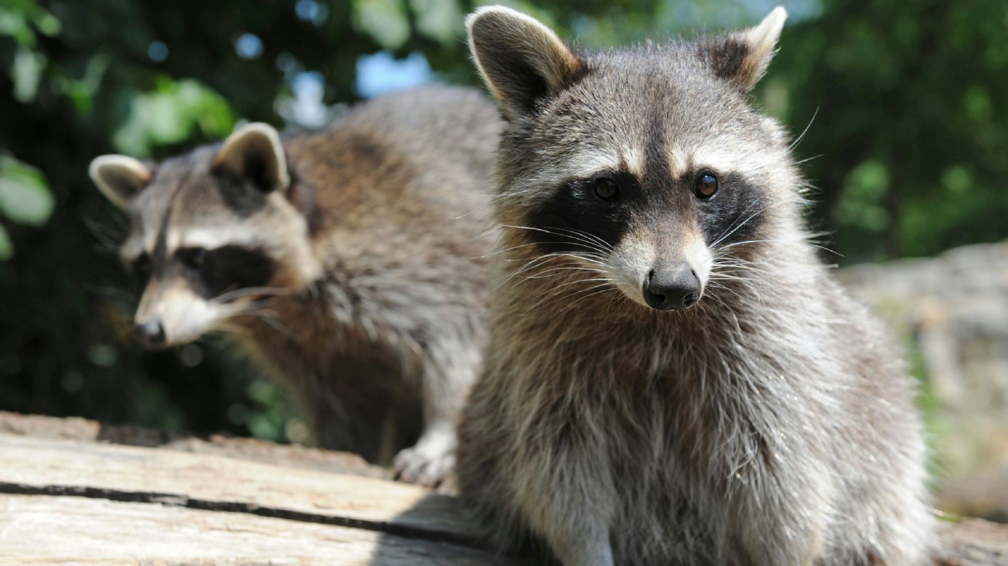 Zwei Waschbären klettern auf einem Holz.