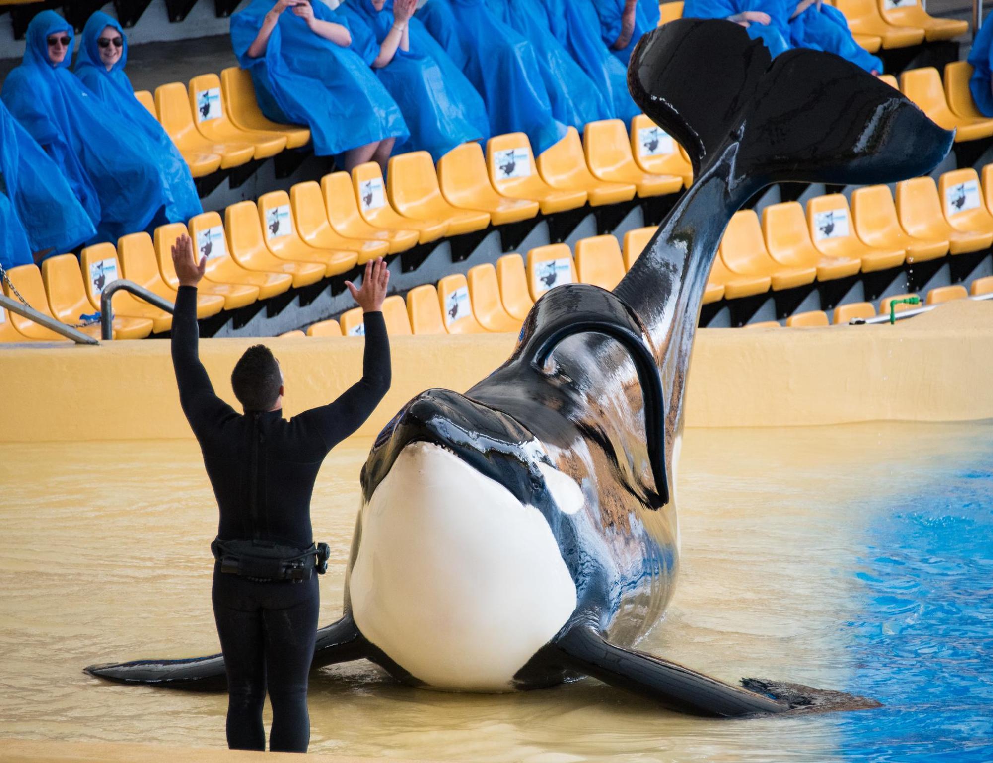 Orca-Show-in-Delfinarium