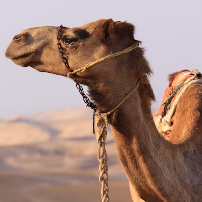 Kameltrekking durch die Wüste dpa